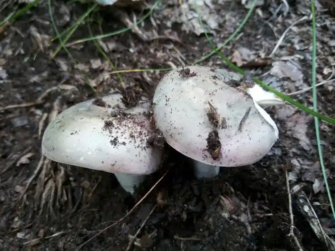 东北野生菌菇录