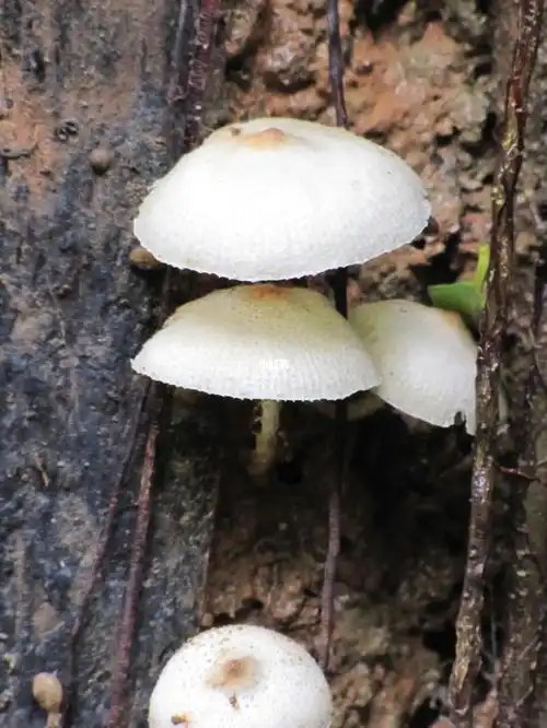 蘑菇  #小蘑菇  #野生蘑菇  #蜗牛  #素材  #画画  #摄影