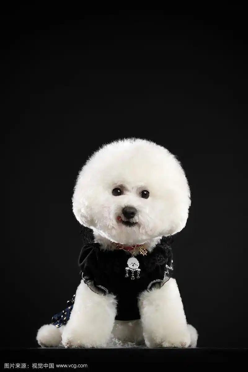 黑色背景前比熊犬