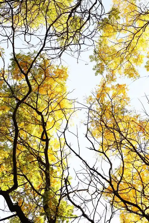 美丽的秋天树树枝