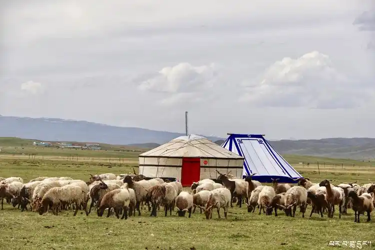 青海省河南县蒙古包,夏天的时候.