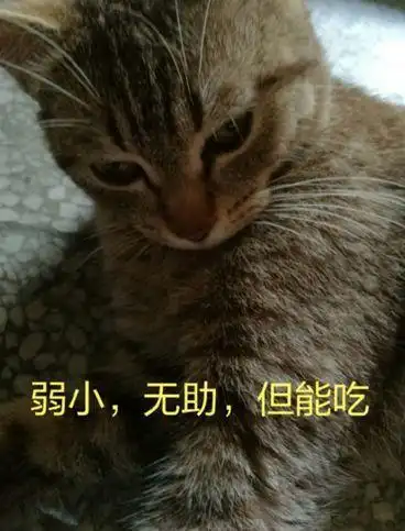 弱小,无助,但能吃橘猫:我哪里弱小,哪里无助,哪里,emmmmm,这能吃倒是