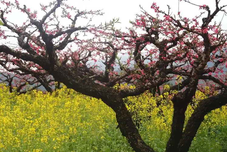 可见桃花怒放 桃花带露浓 此山无仙胜有仙 鸡觅绿草丛 桃花树下浪漫耍
