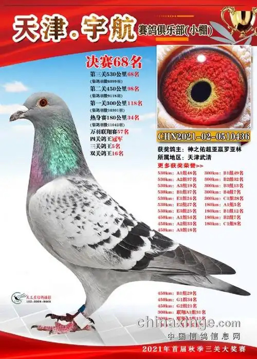 津冀东北线冠军鸽王品鉴 寻找黄金赛道"冠军密码"-中信网信鸽园地