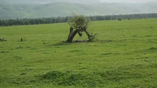 草原中特有的河杨树据说生而不死一千年,死而不倒一千年,倒而不朽一