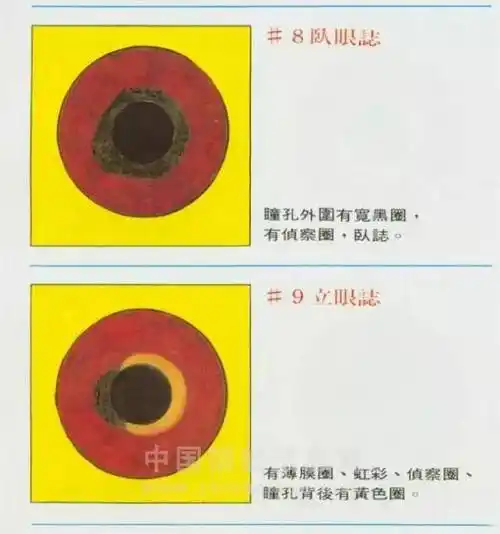 【鸽经验】名家的鸽眼配对经验,赢百万奖金的鸽子都是这样配出来的!