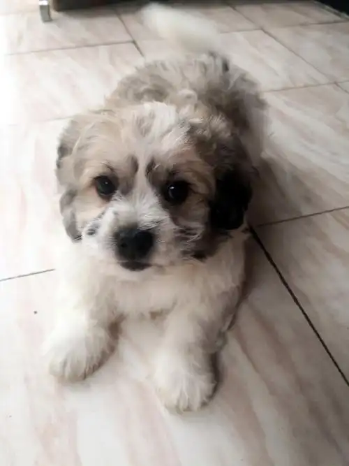 寻爱心主人,可爱软萌的比熊串串来啦!