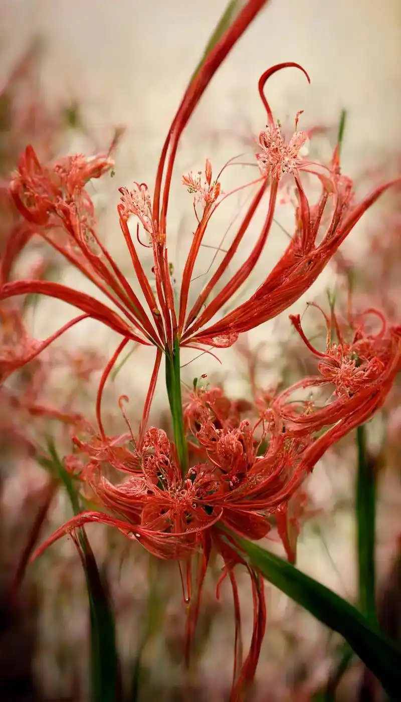 清风壁纸 曼珠沙华只开花不结果#曼珠沙华 #彼岸花壁纸 # - 抖音