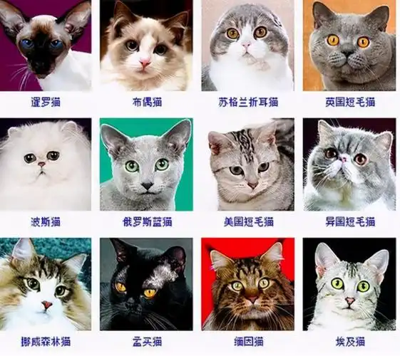 宠物猫的种类(猫咪品种1秒认全)