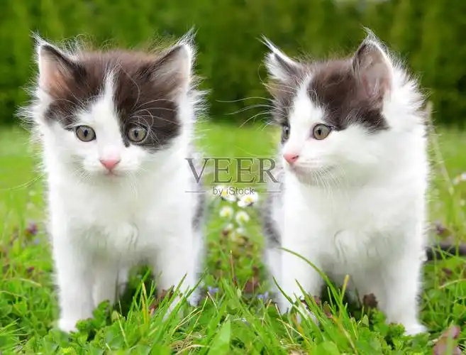 年轻的猫照片摄影图片