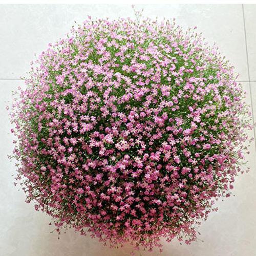 易爆盆满天星种子种孑四季种易活花种子籽孑花草花籽满天星种盆栽