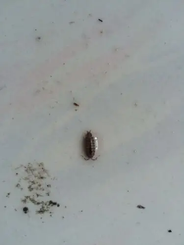 厕所里老有这种虫子?这是什么虫子? 怎么办?