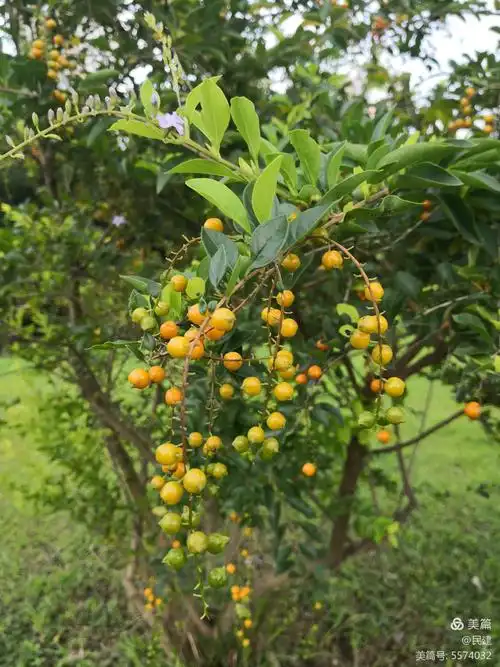 果如串珠假连翘