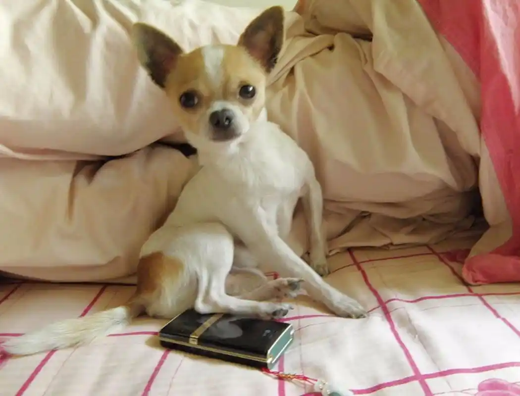 吉娃娃智商相当于几岁小孩?吉娃娃很凶吗?