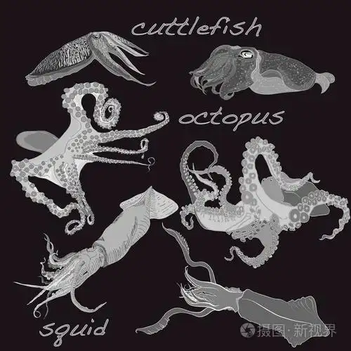 鱿鱼, 枪乌贼, 章鱼, 墨鱼暗背景上孤立插画-正版商用图片0ogd25-摄图