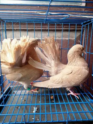 亮鸽鸽舍近期待出售观赏鸽价格亲民鸽子三包,非诚勿扰