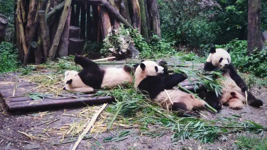 四川熊猫基地77都江堰景区