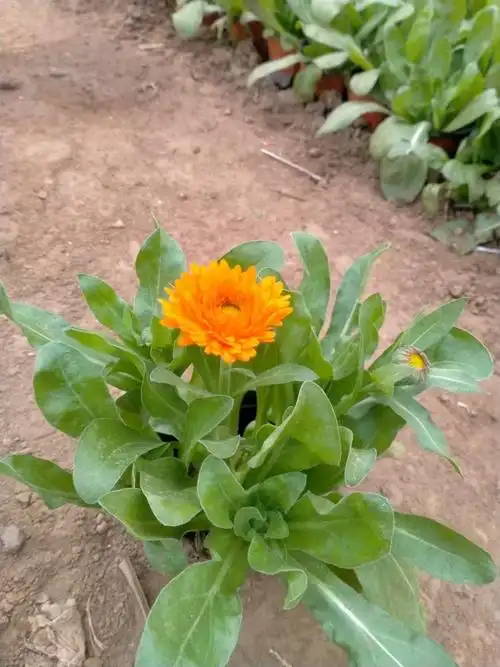 花坛点缀金盏菊金盏菊幼苗金盏菊直供金盏菊基地出货