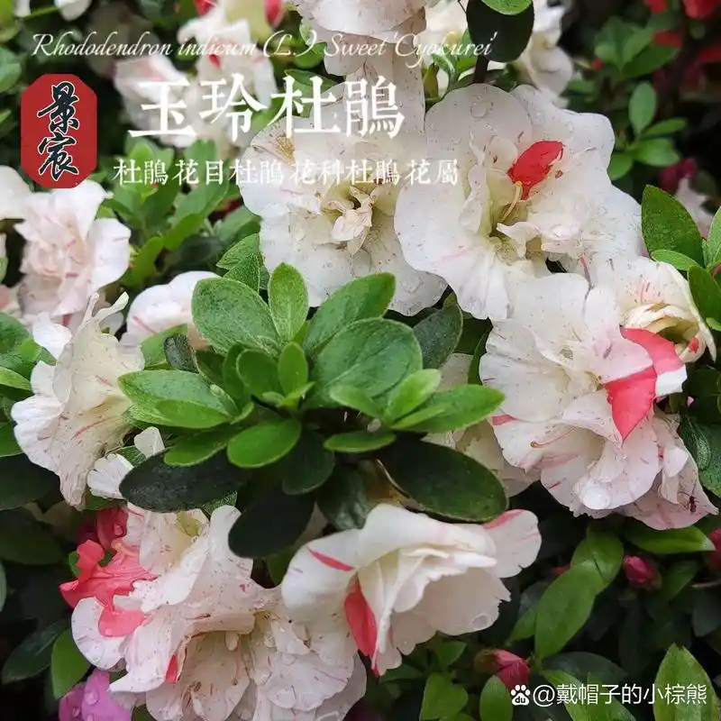 九种常见的皋月杜鹃(日本杜鹃)             日本杜鹃又叫做"皋月杜鹃