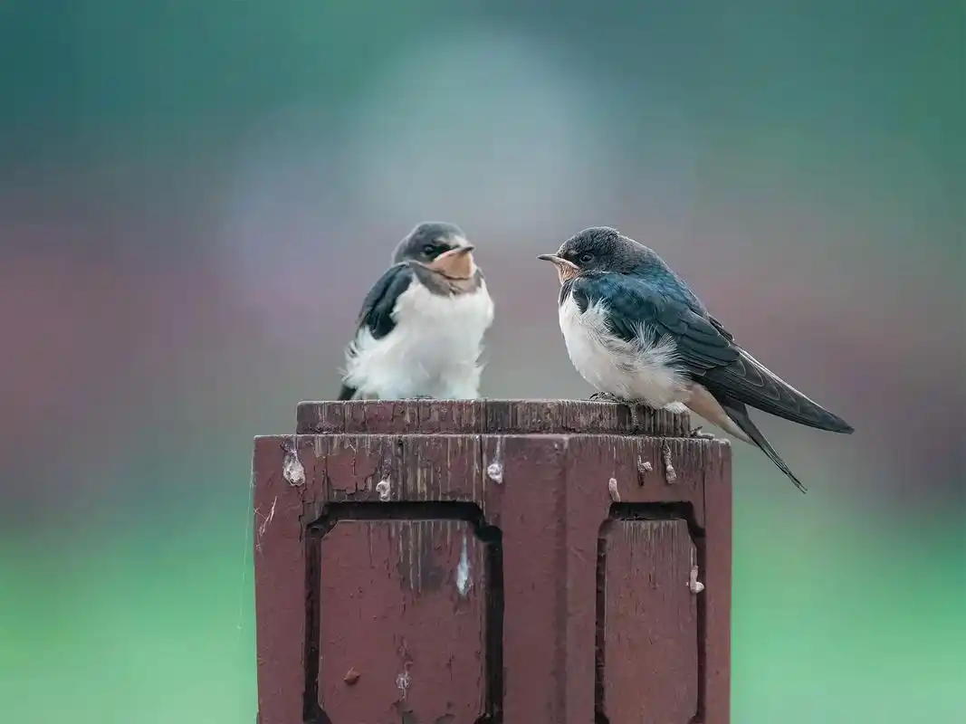 2022中国影像辞典 两小无猜——小燕子两只可爱的小燕子 - 抖音