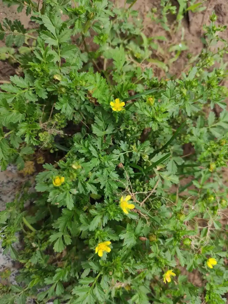叫朝天委陵菜,也叫"鸡毛菜",铺地委陵菜,仰卧委陵菜,蔷薇科委陵菜属