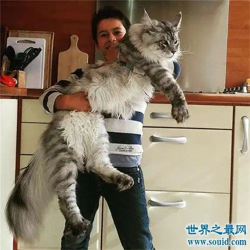 世界上最大的猫是什么品种最长可达123厘米