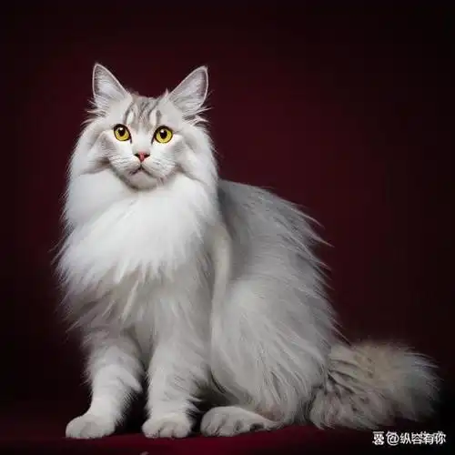 缅因猫因原产于美国缅因州而得名,是北美自然产生的第一个长毛猫品种