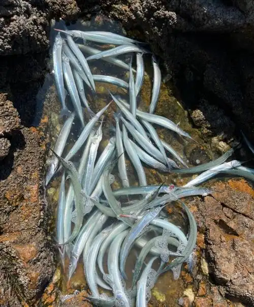 为什么湖里有这么多剑鱼🐠?