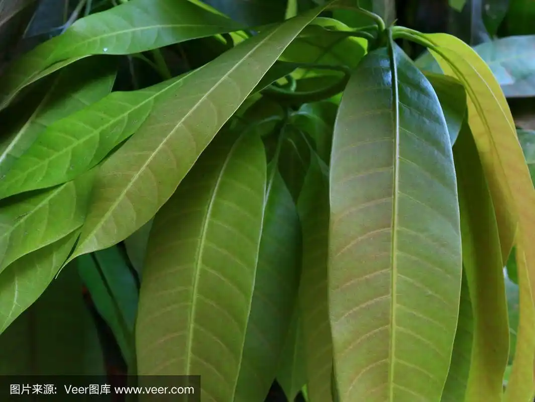 近距离观察新鲜的绿色芒果叶子
