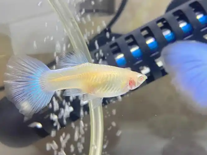 看下～什么时候产仔～#孔雀鱼  #养鱼日记  #新手养鱼  #孔雀鱼怀孕