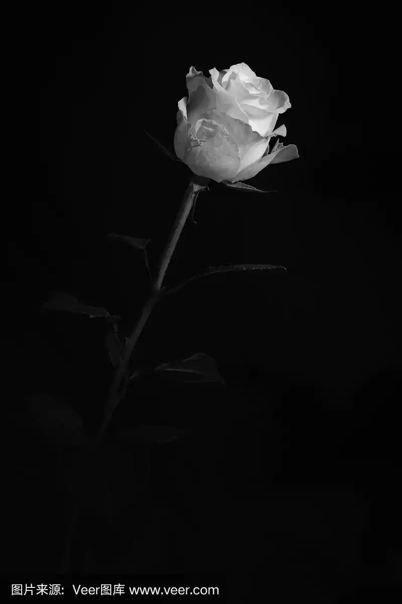 白色,黑白图片,玫瑰,自然,周年纪念