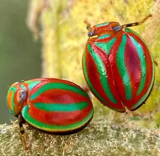 形形色色的甲虫瓢虫