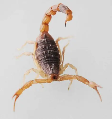 蝎子蜇人为什么这么疼?快速剧烈的痛觉反应