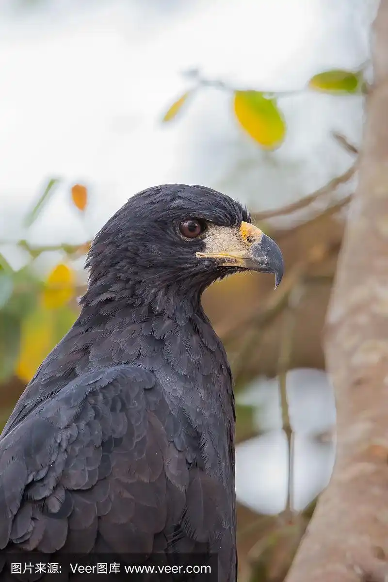 这是一只巨大的黑鹰