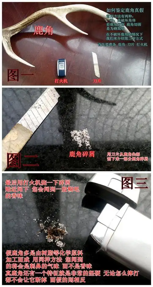 【如何鉴别鹿角真假】如图