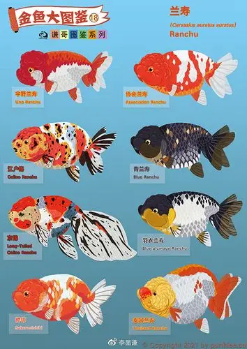 金鱼大图鉴⑱·兰寿(上)