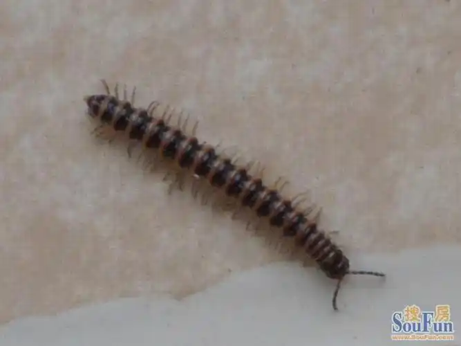 家里出现黑色多腿长腿虫子,爬的很快,很吓人请问是什么