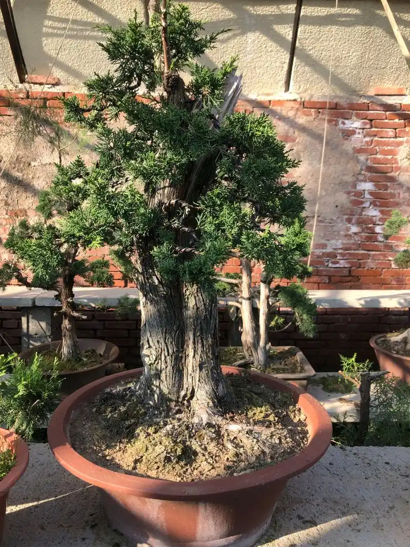 柏树盆景造型图片大全(柏树盆景造型图片大全 大师)