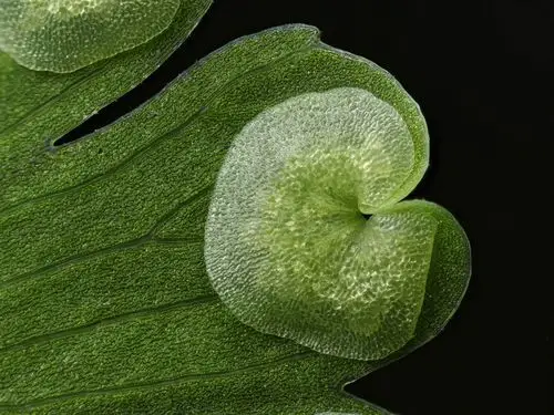 放大10倍的孢子囊.摄影师:ou zhilei(中国)