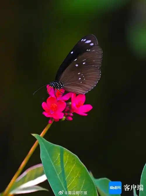 蝶舞恋花香】7月14日,在海口西秀公园,蝴蝶围着花丛飞舞