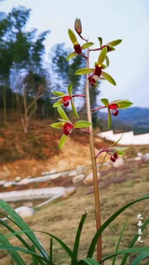 蕙兰红素系列赏析四:九华晨光