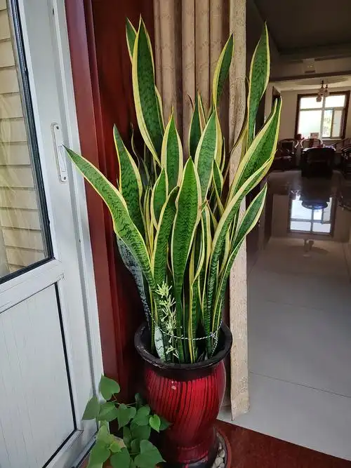 金边虎皮兰开花的寓意 金边虎皮兰开花象征着什么