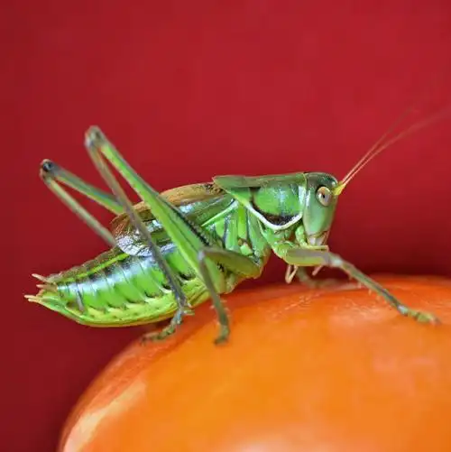 鸣虫蝈蝈(续篇)