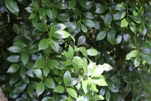 庆元植物1209-冬青科-冬青属-厚叶冬青