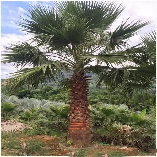 树苗老人庭院植物物华常绿乔木扇子树华华盛顿行道树