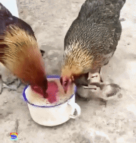 270_284gif 动态图 动图