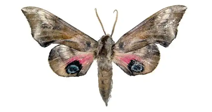 p>蓝目天蛾( i>smeritus planus /i>&nbsp;walker,1856)是天蛾科