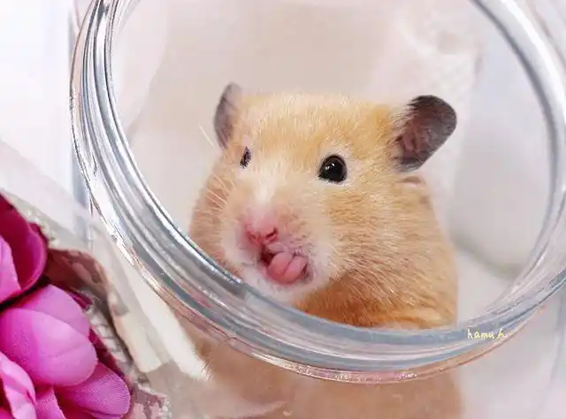 快看!这只仓鼠会微笑,还会对着镜头