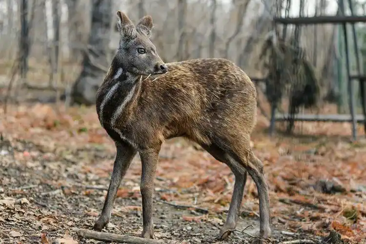 麝,又称香獐,是一种哺乳类动物,麝的前肢短,后肢长,蹄小耳大,雌雄都无
