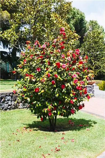 山茶_灌木_粉花_春天_白天_高清图片_全景视觉